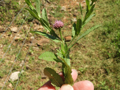 Sphaeranthus suaveolens