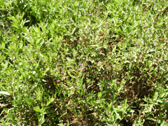 Sphaeranthus suaveolens