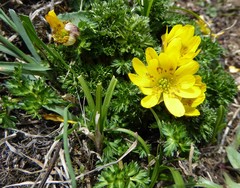 Adonis nepalensis