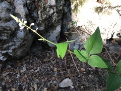 Desmodium lindheimeri