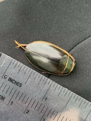 Dytiscus cordieri