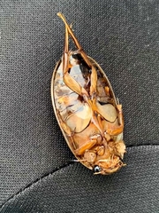 Dytiscus cordieri