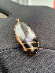 Dytiscus cordieri