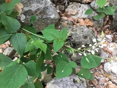 Desmodium lindheimeri