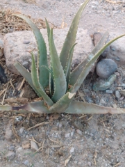 Aloe