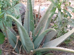 Aloe