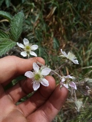 Rubus echinatus