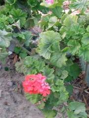 Pelargonium × hybridum