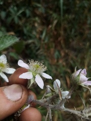 Rubus echinatus