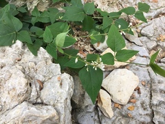 Desmodium lindheimeri