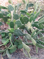 Opuntia