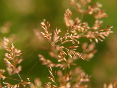 Agrostis sanionis