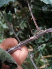 Rubus echinatus