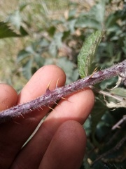 Rubus echinatus