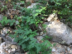 Desmodium lindheimeri