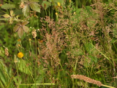 Agrostis sanionis
