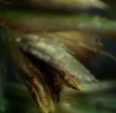 Agrostis sanionis
