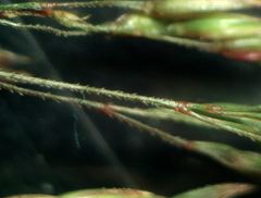 Agrostis sanionis