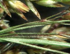 Agrostis sanionis
