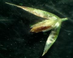 Agrostis sanionis