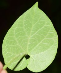 Polystemma guatemalense