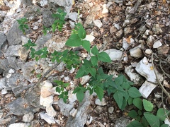 Desmodium lindheimeri