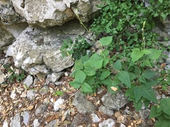 Desmodium lindheimeri