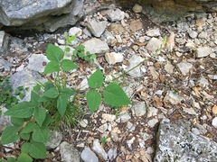 Desmodium lindheimeri