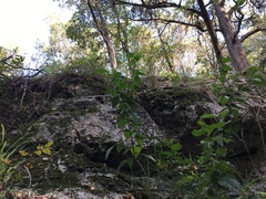 Desmodium lindheimeri