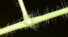 Polystemma guatemalense