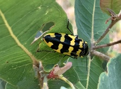 Cyrioides imperialis