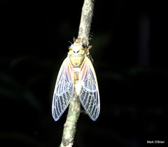 Raiateana knowlesi