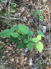 Desmodium lindheimeri