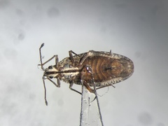 Physatocheila variegata