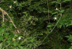 Polystemma guatemalense