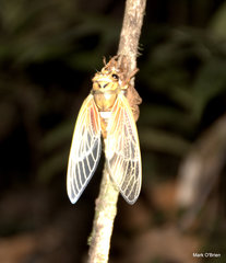 Raiateana knowlesi