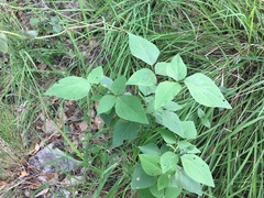 Desmodium lindheimeri