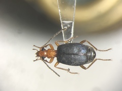 Brachinus medius