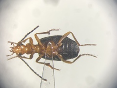 Brachinus medius