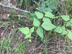 Desmodium lindheimeri