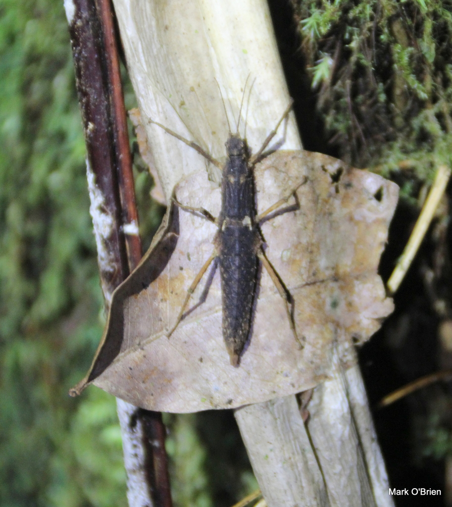 Pterobrimus