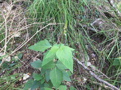 Desmodium lindheimeri