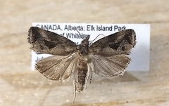 Endothenia nubilana