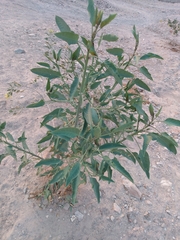 Nicotiana glauca