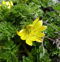 Adonis nepalensis