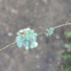 Heterodermia sorediosa