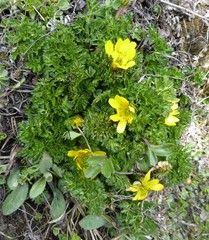 Adonis nepalensis