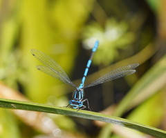 Austrocoenagrion lyelli