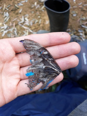 Morpho rhetenor