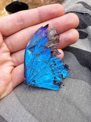 Morpho rhetenor